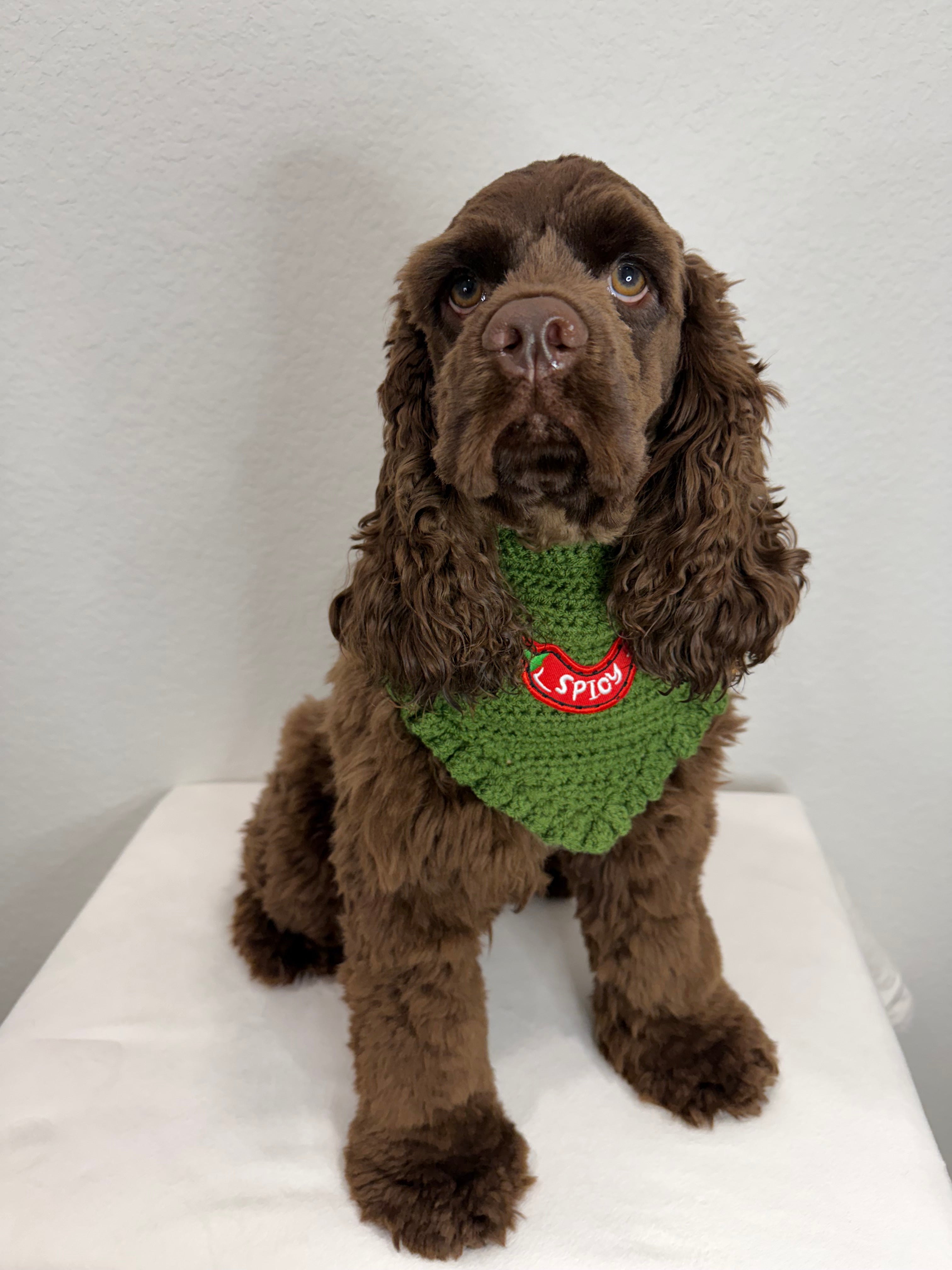 Spicy Bandana
