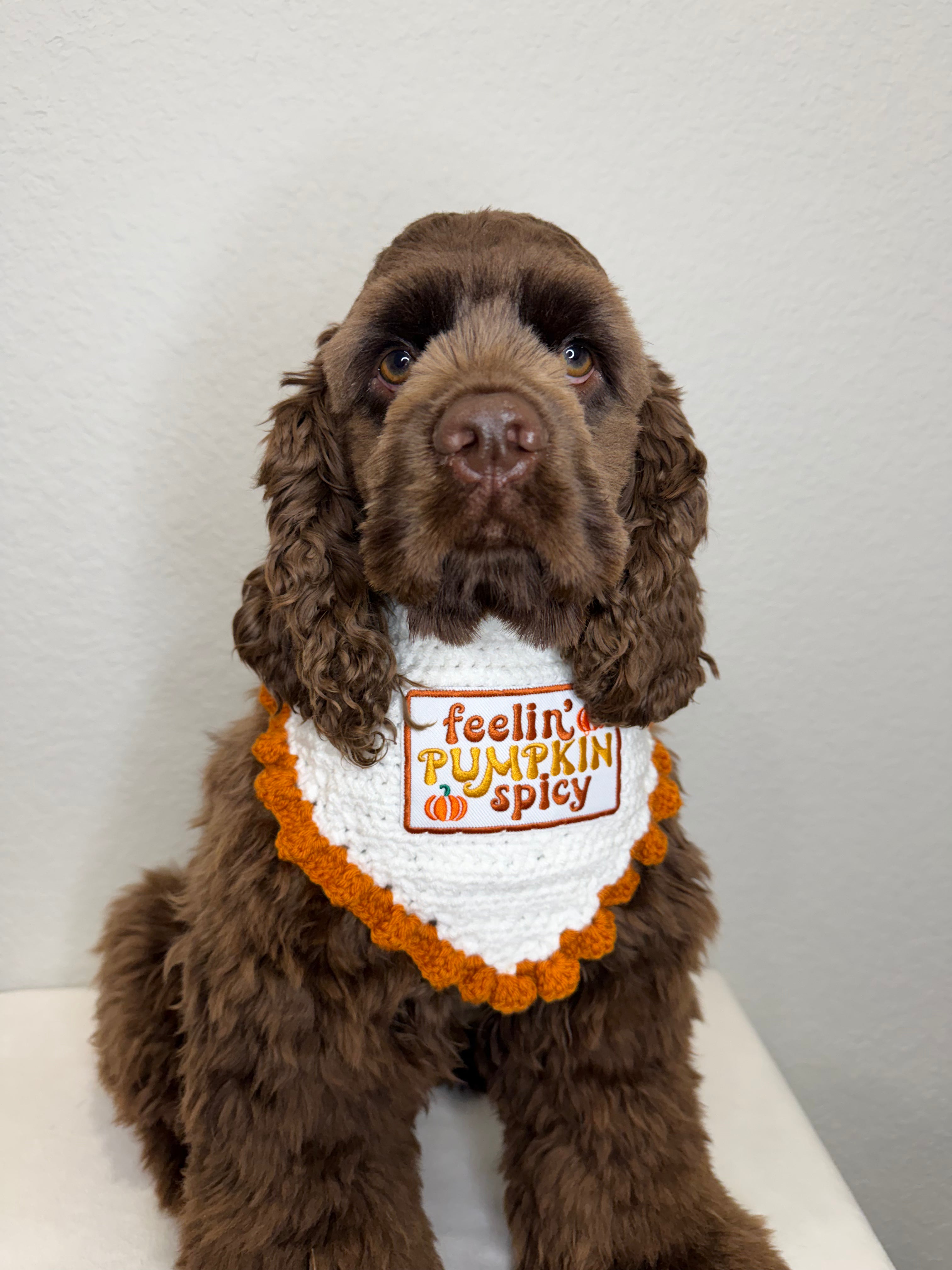 Feelin' Pumpkin Spicy Bandana